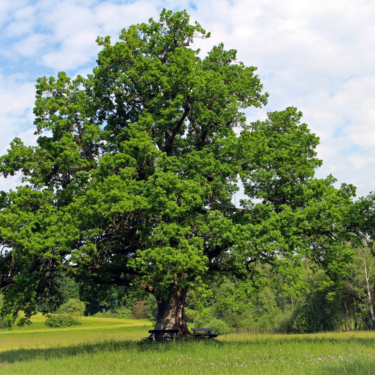 Obrázok Dub cerový (Quercus cerris) – výška 30–50 cm, kont. C2L